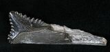 Bizarre Edestus Shark Tooth In Jaw - Carboniferous #15915-1